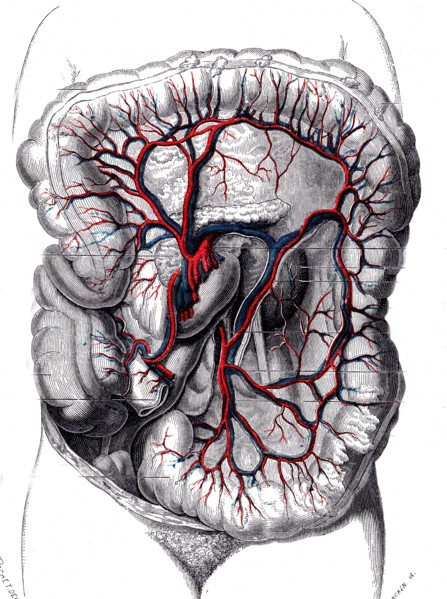 Anatomie descriptive