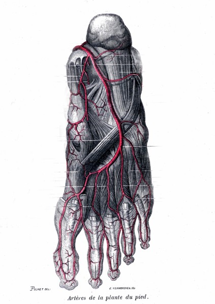 Arteries of the sole of the foot