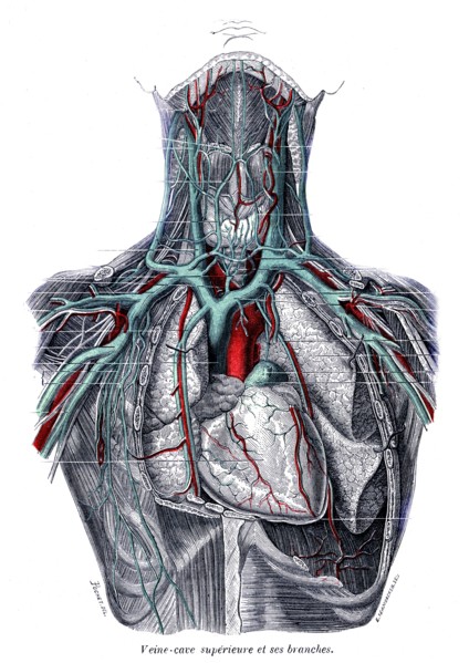 Superior vena cava and its branches