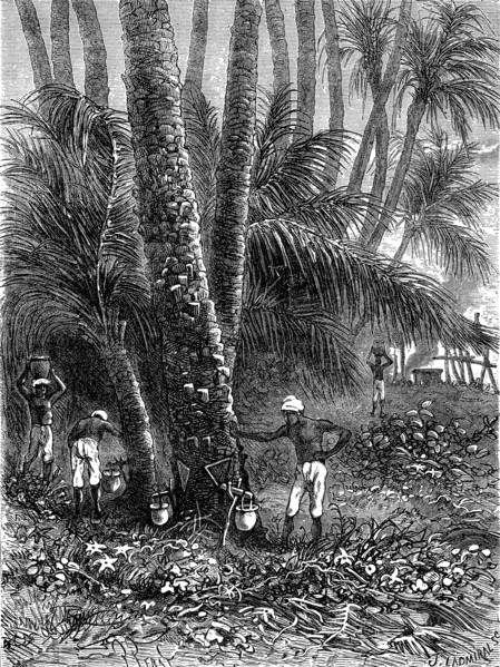 Harvesting the sap in India