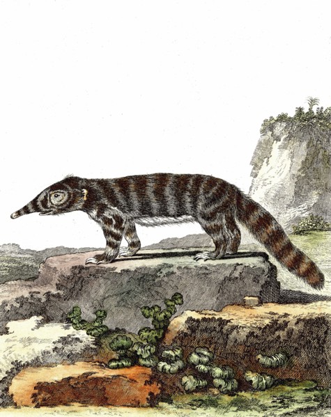 Fourmilier à collier