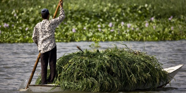 Transport des récoltes agricoles sur le delta du Nil