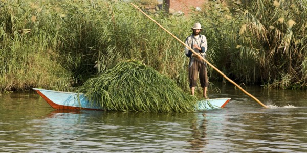 Transport des récoltes agricoles sur le delta du Nil