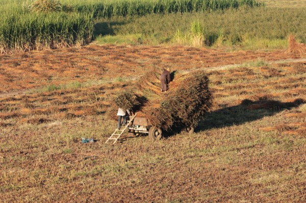 Scène de la vie quotidienne aux environs de Louxor