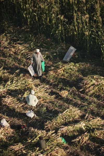 Scène de la vie quotidienne aux environs de Louxor