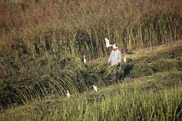 Scène de la vie quotidienne aux environs de Louxor