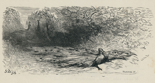 Fable "Le Geai paré des plumes du Paon"