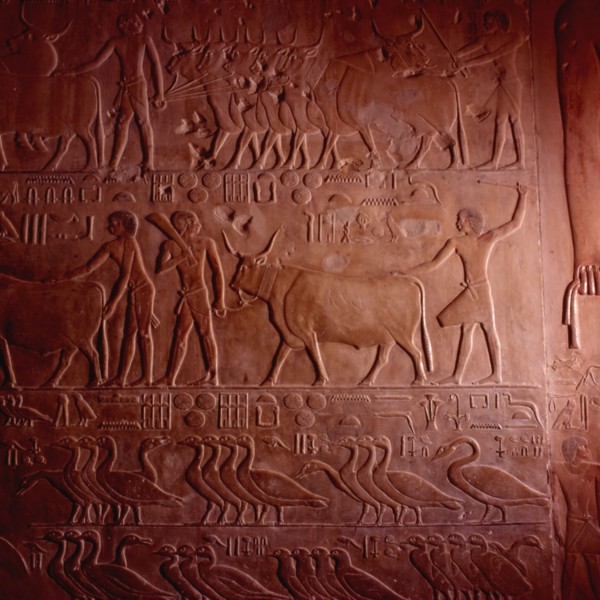 Sakkara, mastaba of Ptahhotep, scene of taking the inventory of the cattle and geese on the lands of the tomb's owner