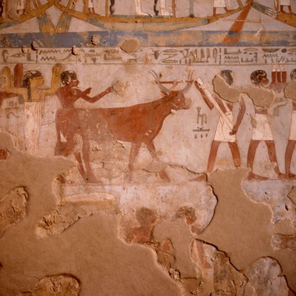Theban tombs: User No.260