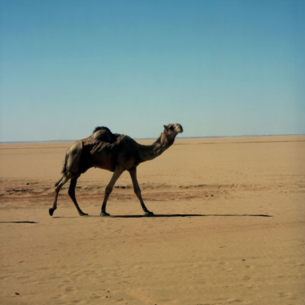 Dromadaire