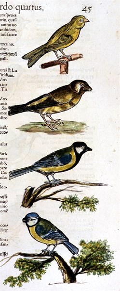 Manuscrit de Mathurin -Jacques Brisson, "desseins originaux de l'ornitologie ou Méthode contenant la division des Oiseaux en ordres, sections, espèces et leurs variétés