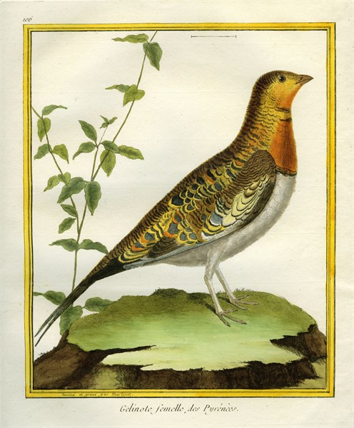 The Pintailed Sandgrouse, Female