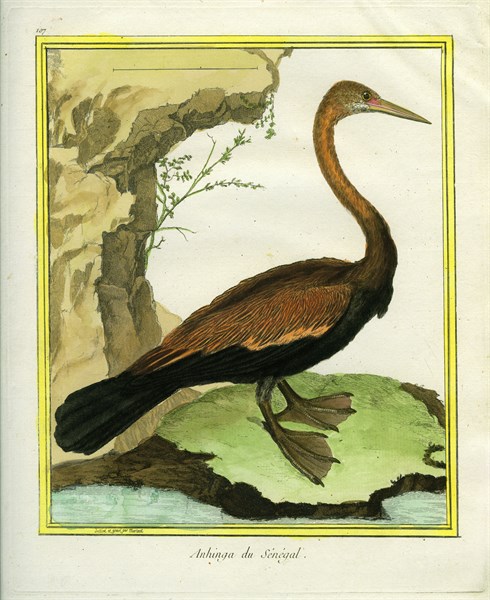Senegalese Anhinga