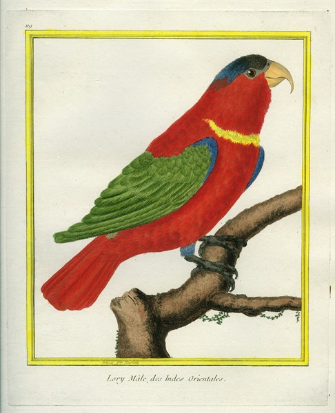 Lory Mâle des Indes Orientales