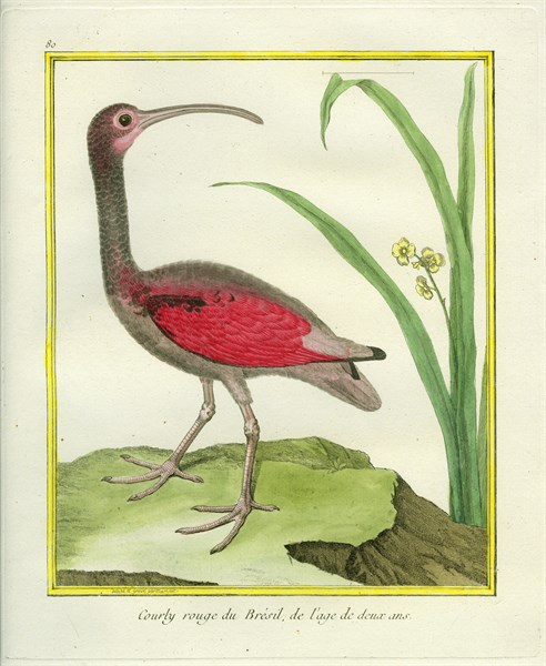 The Brazilian Red Curlew