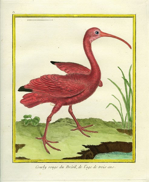 The Brazilian Red Curlew