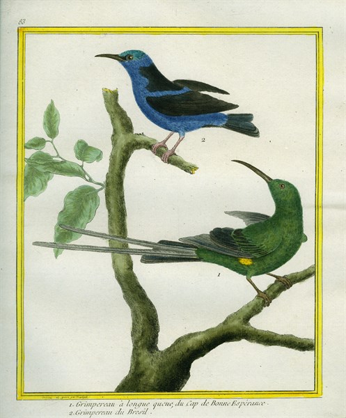 The long-tailed creeper from the Cape of Good Hope and the Brazilian Creeper