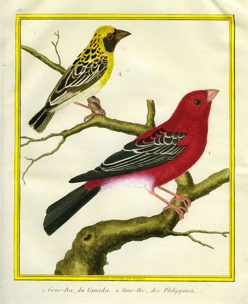 Pine Grosbeak and Evening Grosbeak