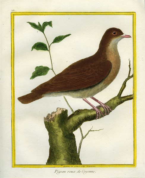 Red-billed Pigeon