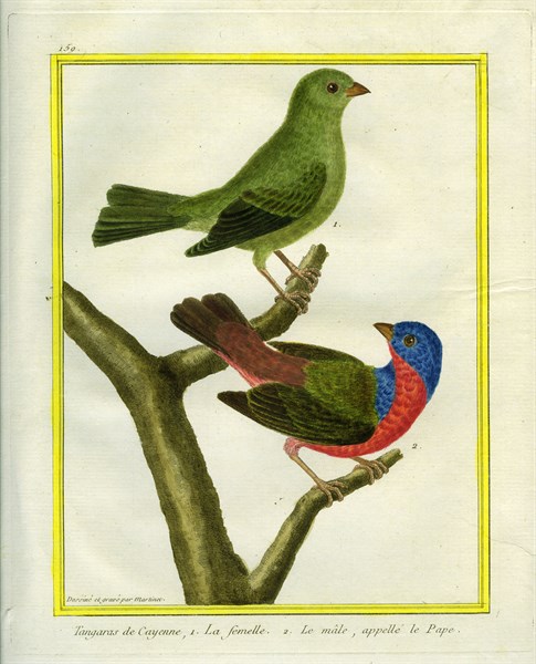 Guyana Tanagers