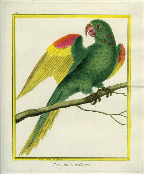 Red-shouldered Macaw