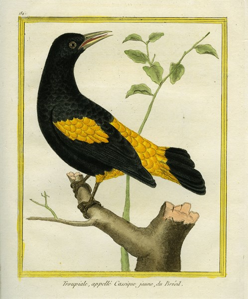 Yellow-rumped Marshbird