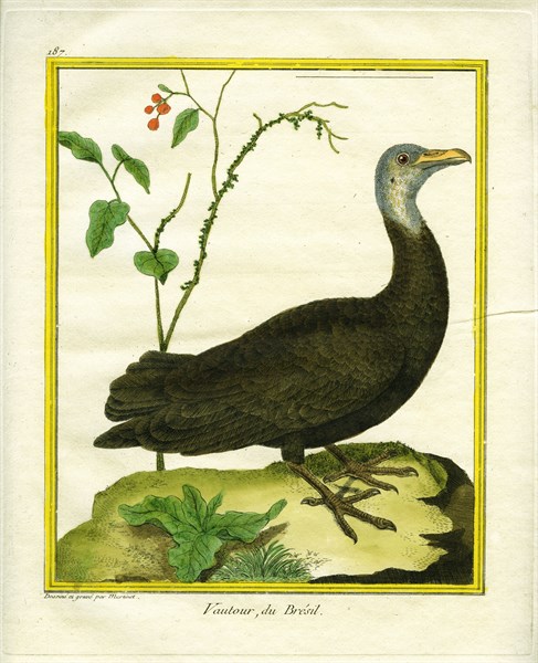 Brazilian Vulture