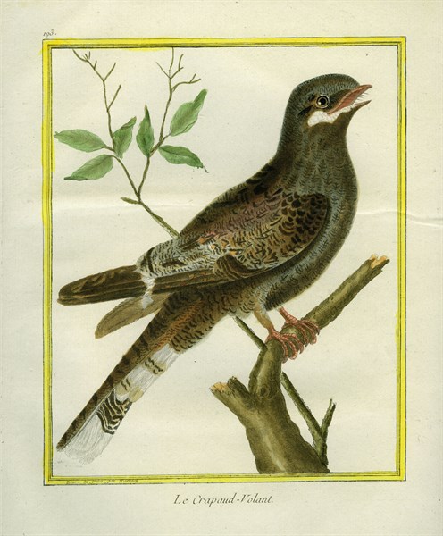 Nightjar