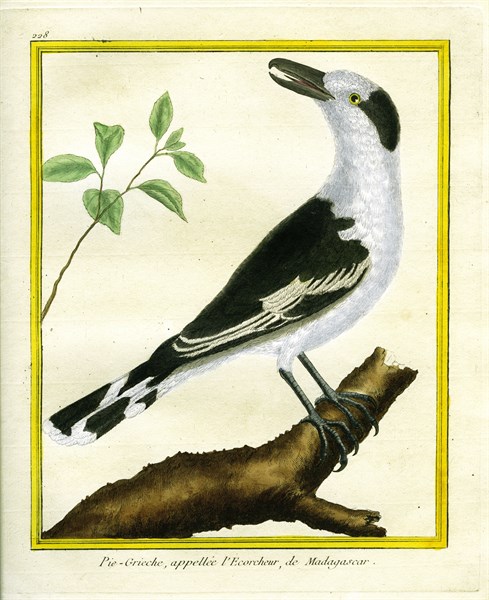 Pie-grièche appelée "l'écorcheur" de Madagascar