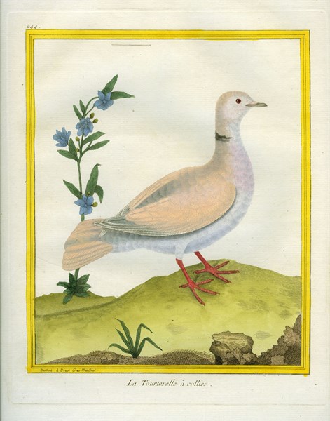 Eurasian Collared Dove