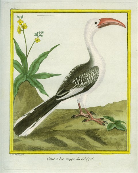 Red-billed Hornbill