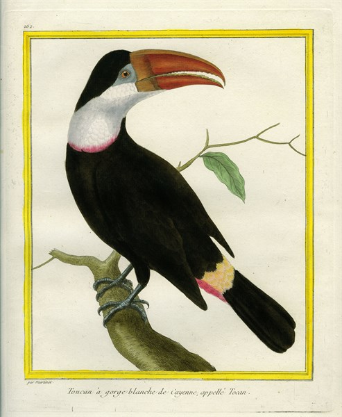 White-throated Toucan, also known as Tocan