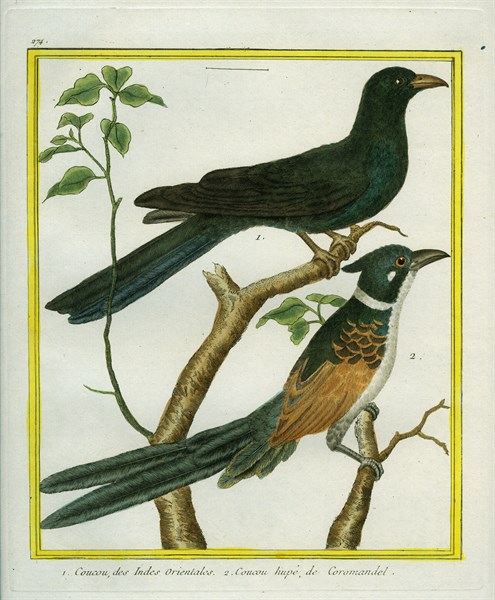Asian Koel and Chestnut-winged Cuckoo