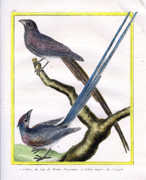 Coliou du Cap de Bonne-Espérance et Coliou huppé du Sénégal