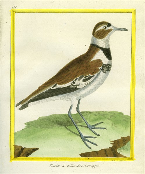 Collared Plover