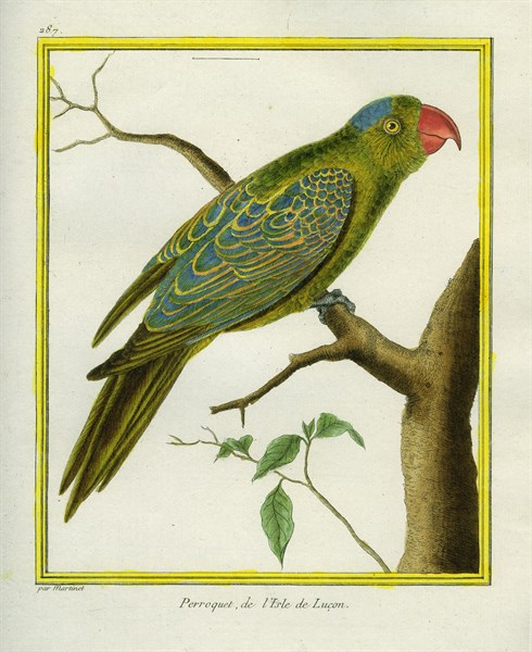Blue-naped Parrot