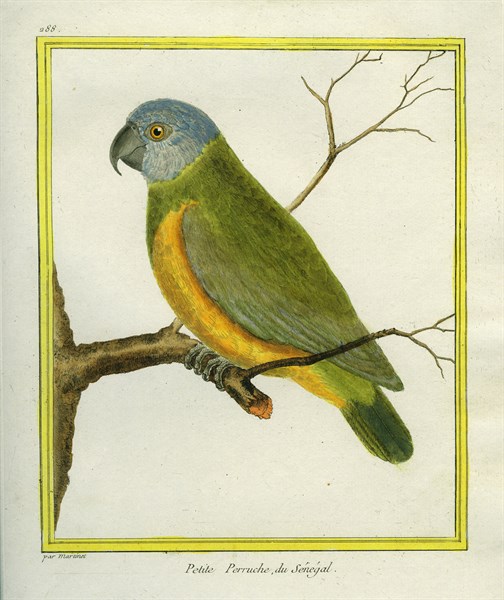 Senegal Parrot