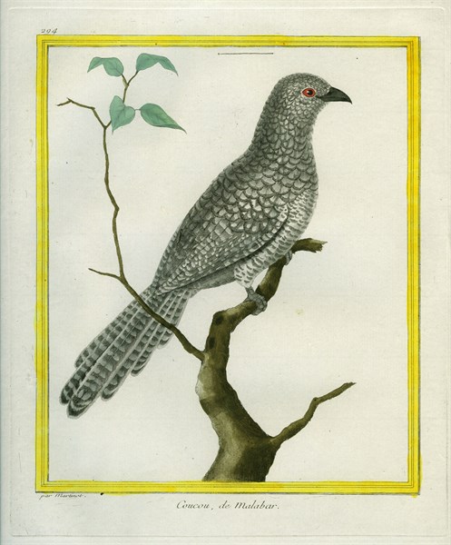 Black-headed Cuckoo-shrike