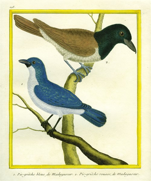 Blue Vanga and Rufous Vanga