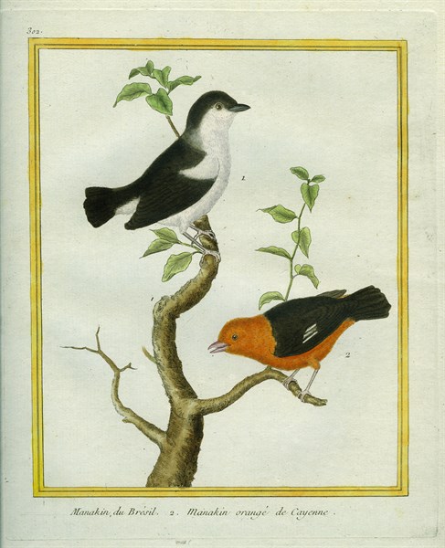 White-bearded Manakin and Orange-bellied Manakin