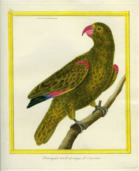 Red-billed Parrot