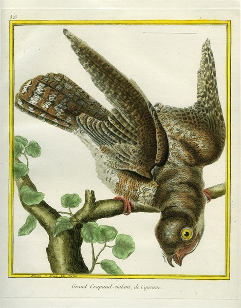 Cayenne Nightjar