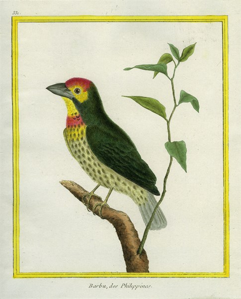 Coppersmith Barbet