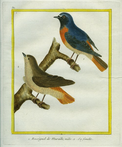 Male and Female Nightingale