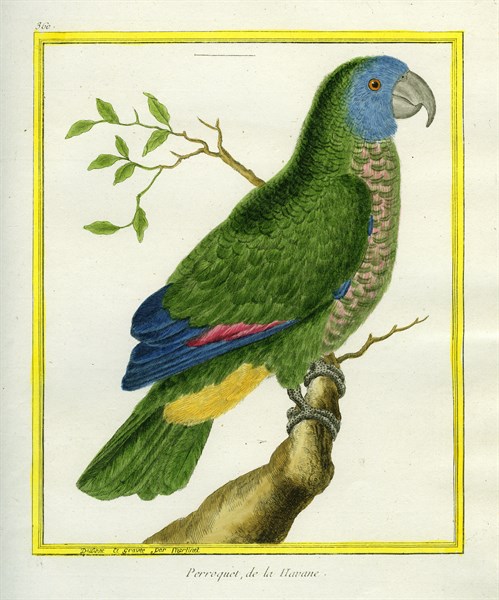 Red-necked Amazon