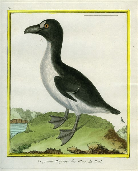 Le grand Pingouin des mers du Nord