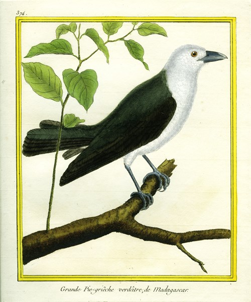 Grande Pie-grièche verdâtre de Madagascar