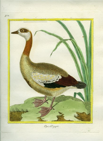 Egyptian Goose