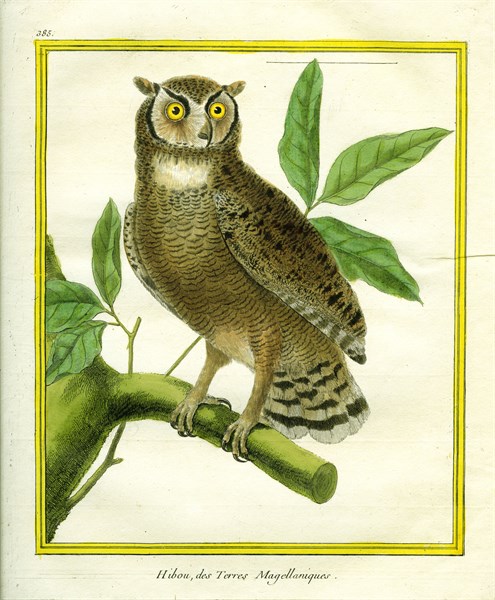 Magellanic Horned Owl