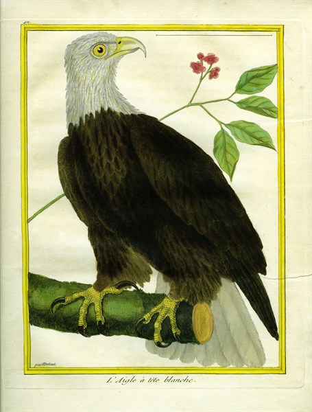 Bald Eagle